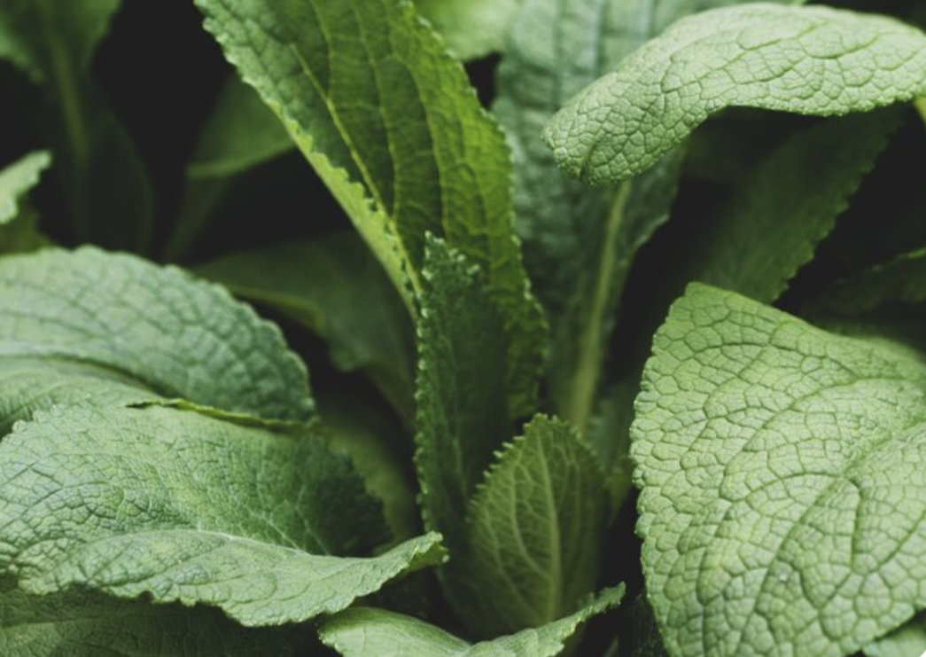 Rubus & Tussilago: Природная синергия для детоксикации и терморегуляции