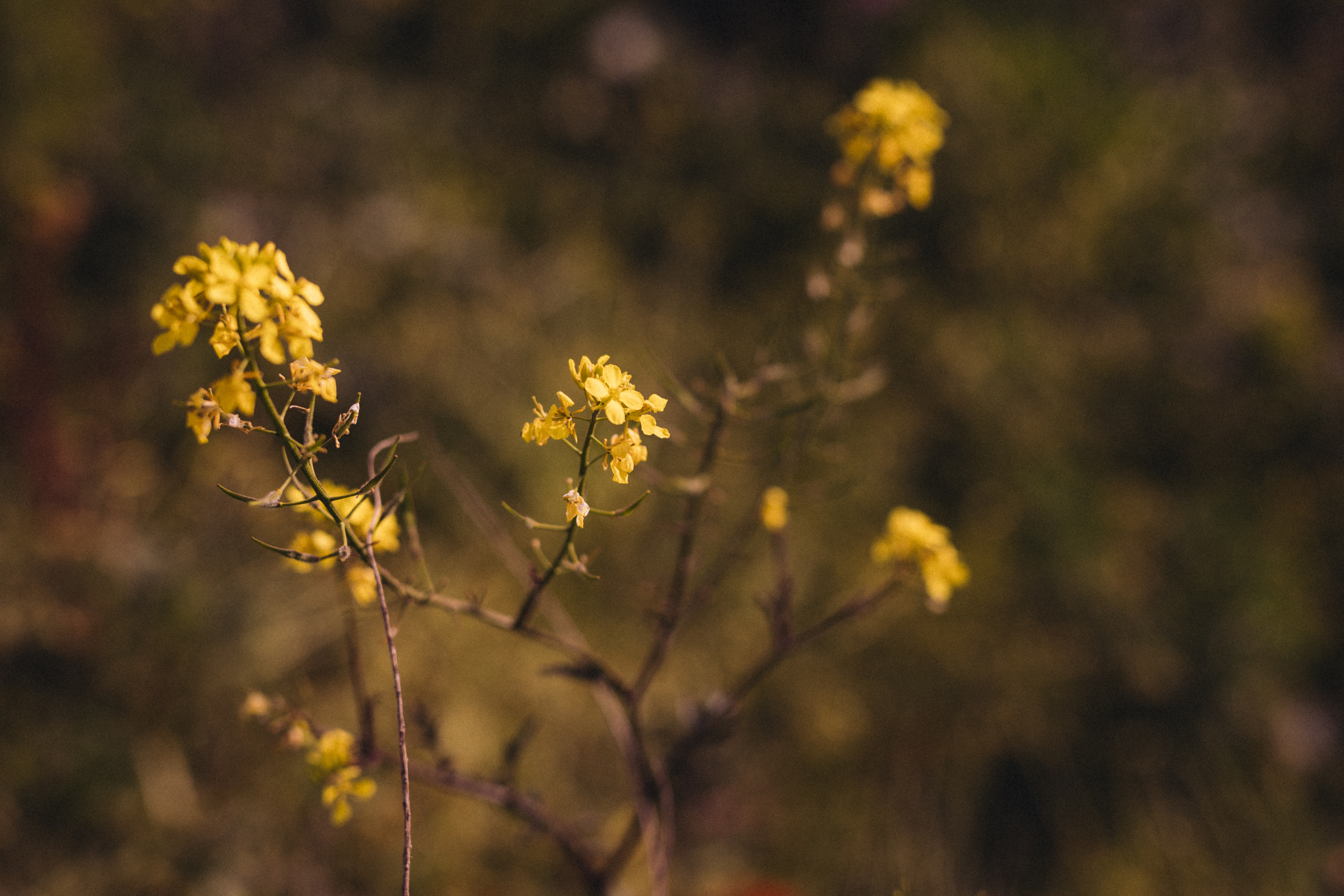 Hypericum & Achillea: Метаболическая активация и липотропный эффект