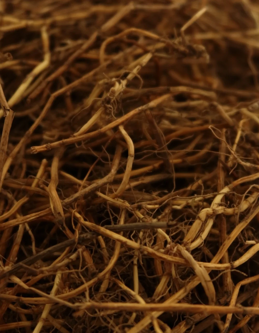 Roots