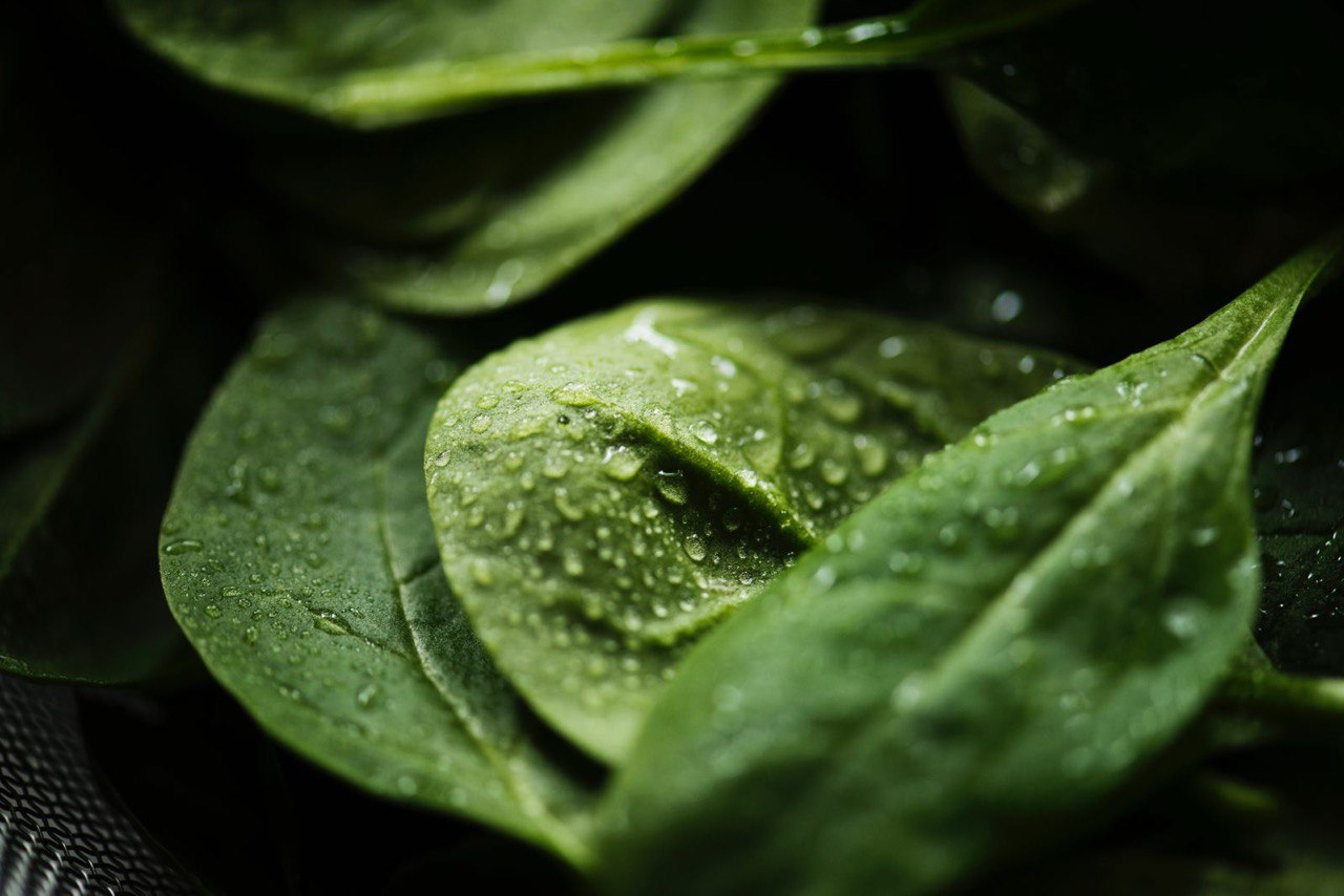 Herbal Spinach Background